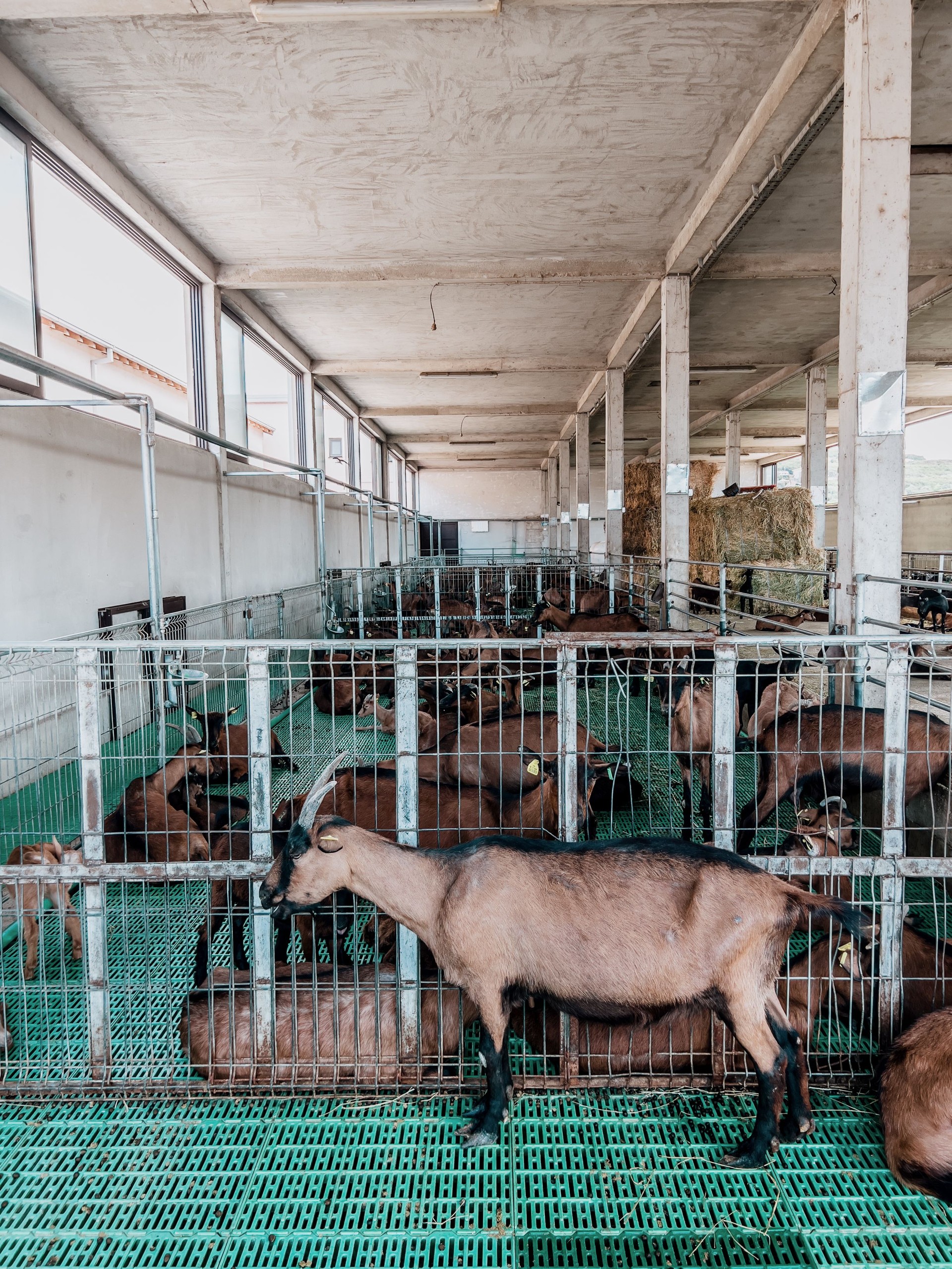 Brown goat stands near a metal fence between paddocks on a farm